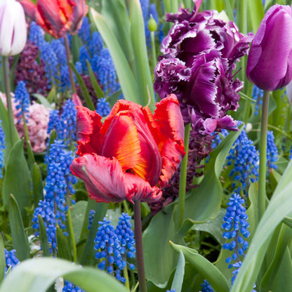 Bulbos De Tulipán - 15 Pzs - Tulipa 'rasta Parrot' - Bulbos De Flores - Blanco