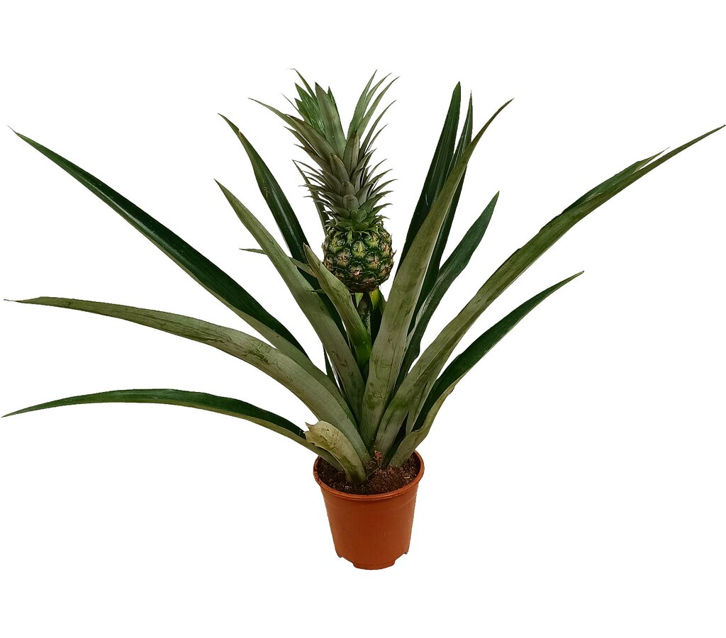 Anana Comosus M14 50cm (planta De La Piña)_0