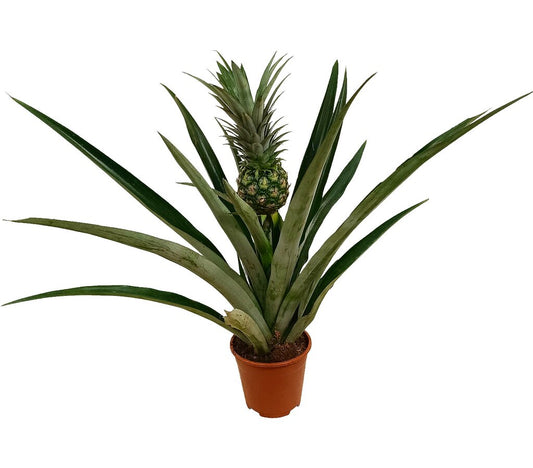 Anana Comosus M14 50cm (planta De La Piña)_0