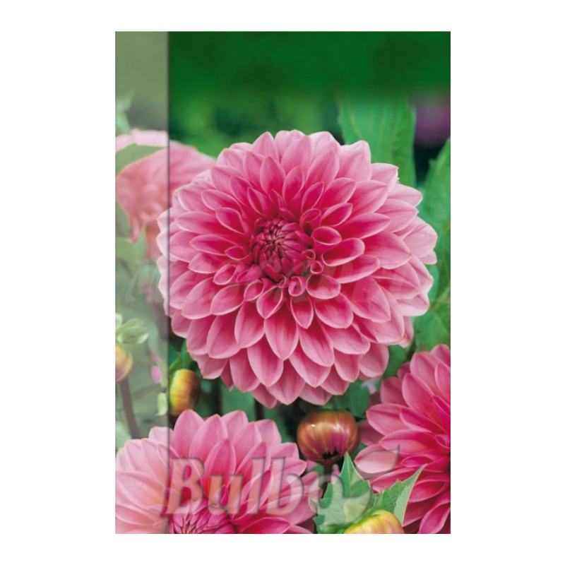 Bulbo Dalia Lucky Number Rosa_0