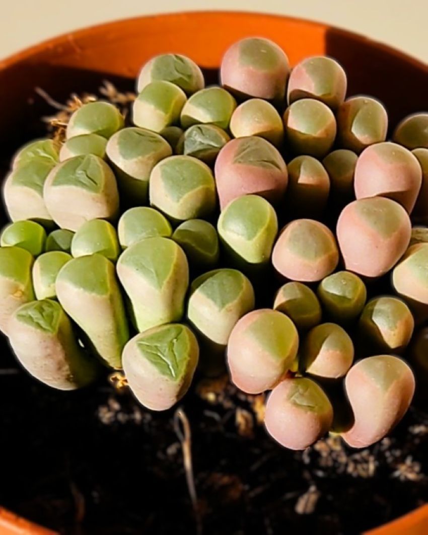 Fenestraria rhopalophylla subsp. rhopalophylla [mediana] (planta ventana [mediana]); Curiosarium; Maceta 8,5 cm_1