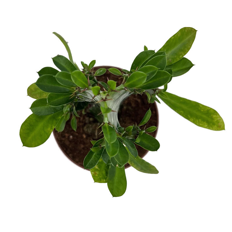 Euphorbia Trigona Cactus Y Suculentas M8,5 cm Ø_1