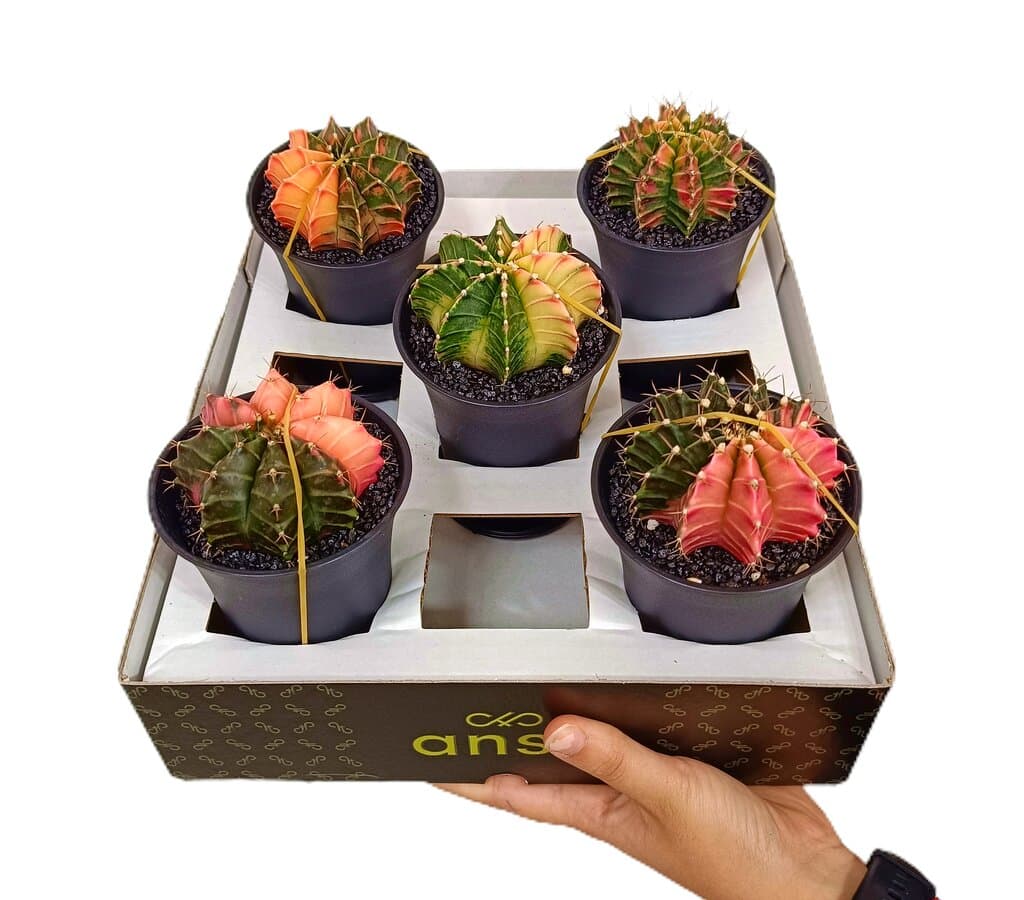 Gymnocalycium Variegata Xl M10_0