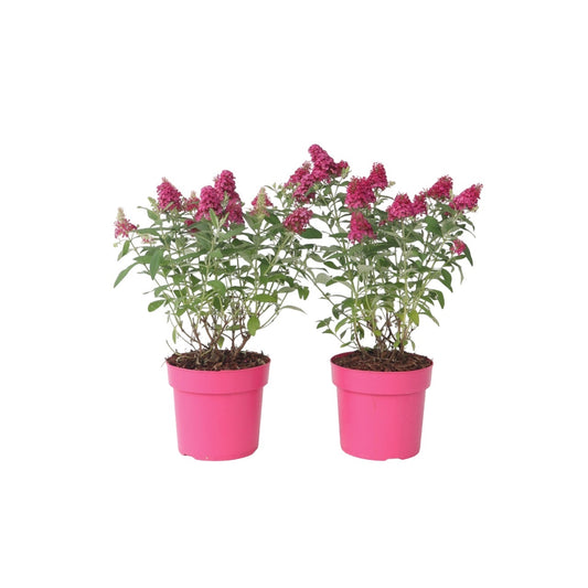 Arbusto De Las Mariposas - 2 Pzs - Buddleja Davidii - Altura 30-40cm - ⌀19cm_0
