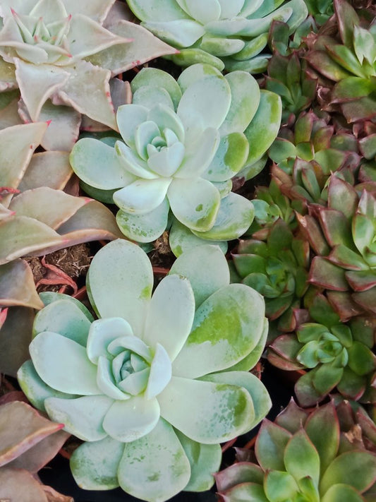 Suculentas Y Cactus Variedad #23 Planta Sin Id