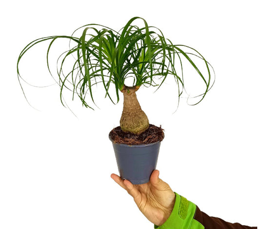 Beaucarnea Nolina Recurvata M12 (pata De Elefante)