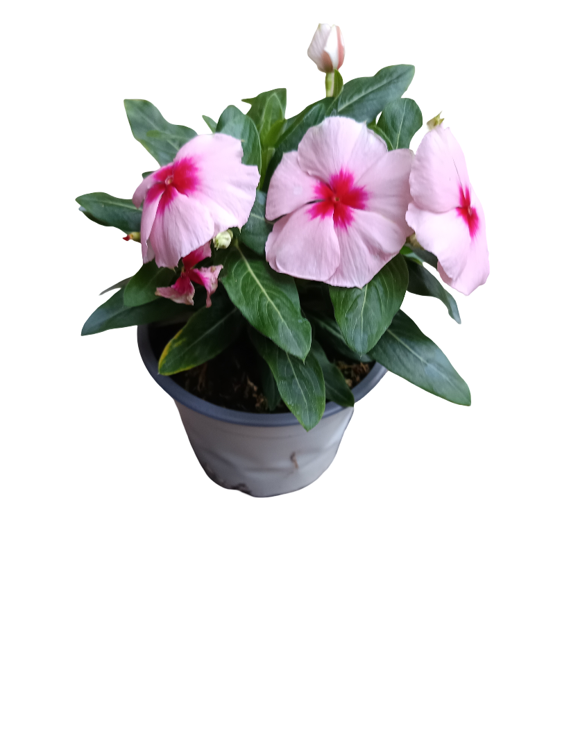 Vinca Flor Surtida Ø12 Planta De Exterior E Interior_2