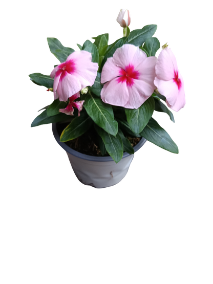 Vinca Flor Surtida Ø12 Planta De Exterior E Interior_2