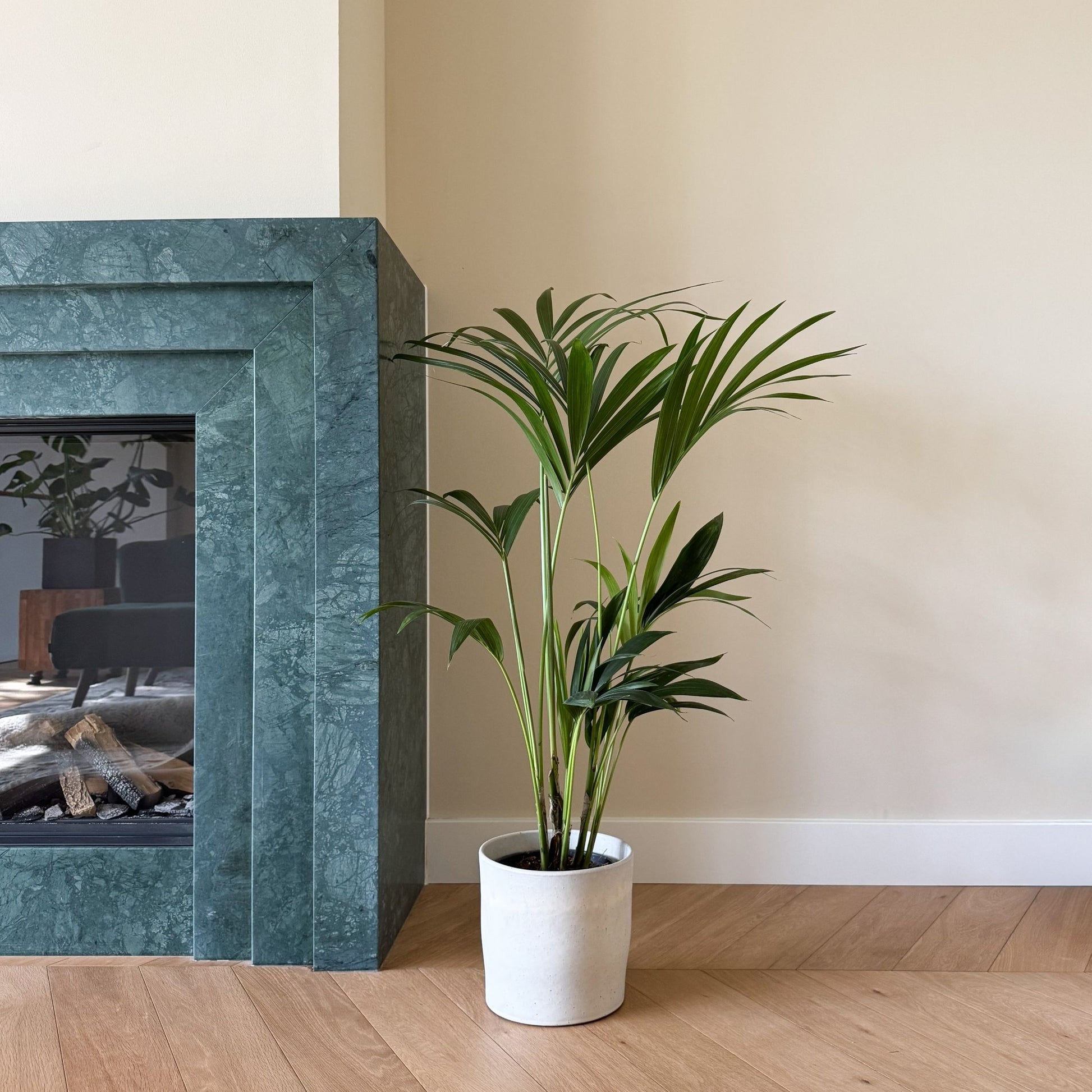 Palma Kentia - Howea Forsteriana - Altura 90-100cm - ⌀18cm