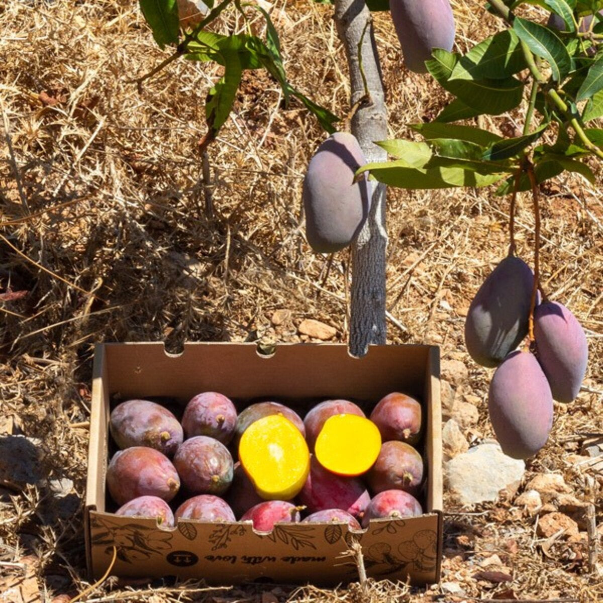 Mangos Ecológico Osteen Caja de 4kg
