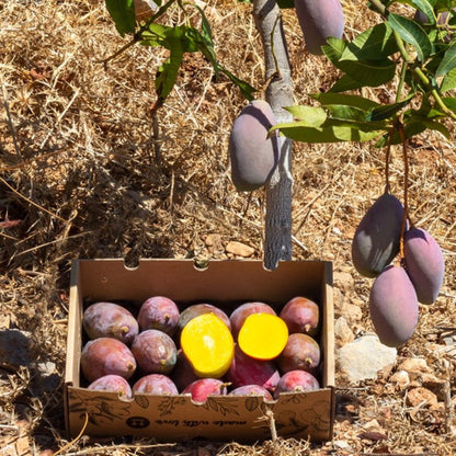 Mangos Ecológico Osteen Caja De 2kg