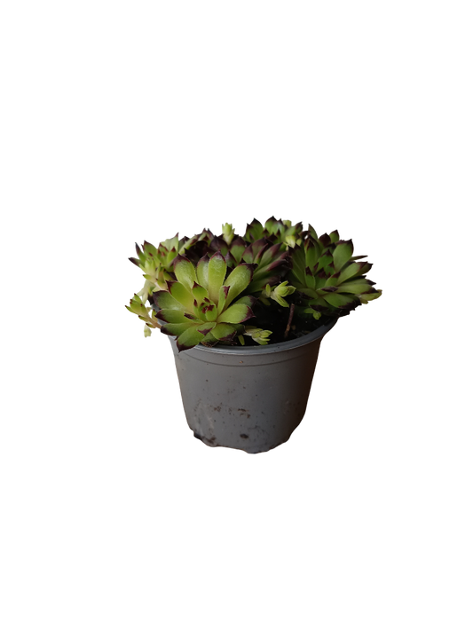 Sempervivum Mix Variedad 4 Planta De Sol Ø8_0