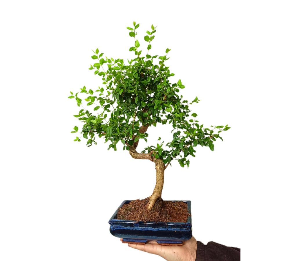 Bonsai Ligustrum 8 Años_1
