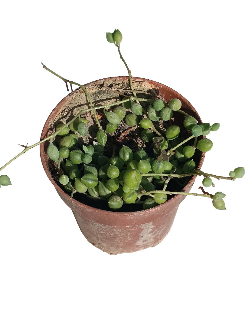 Senecio Rosario Planta Suculenta Colgante Ø8 Cm