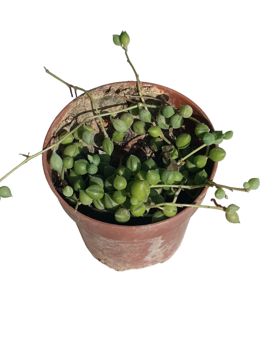 Senecio Rosario Planta Suculenta Colgante Ø8 Cm