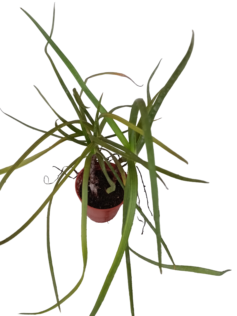 Bulbine Frutescens Planta Suculenta Ø5_0