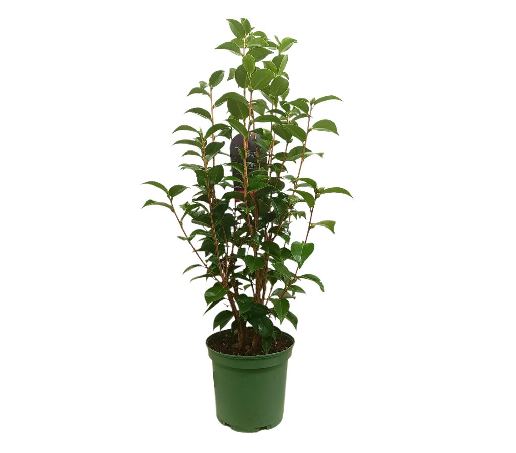 Camelia 5l 60-80cm_0