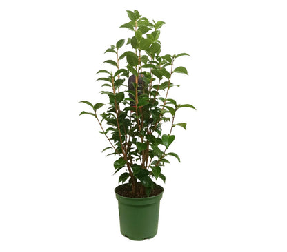Camelia 5l 60-80cm_0