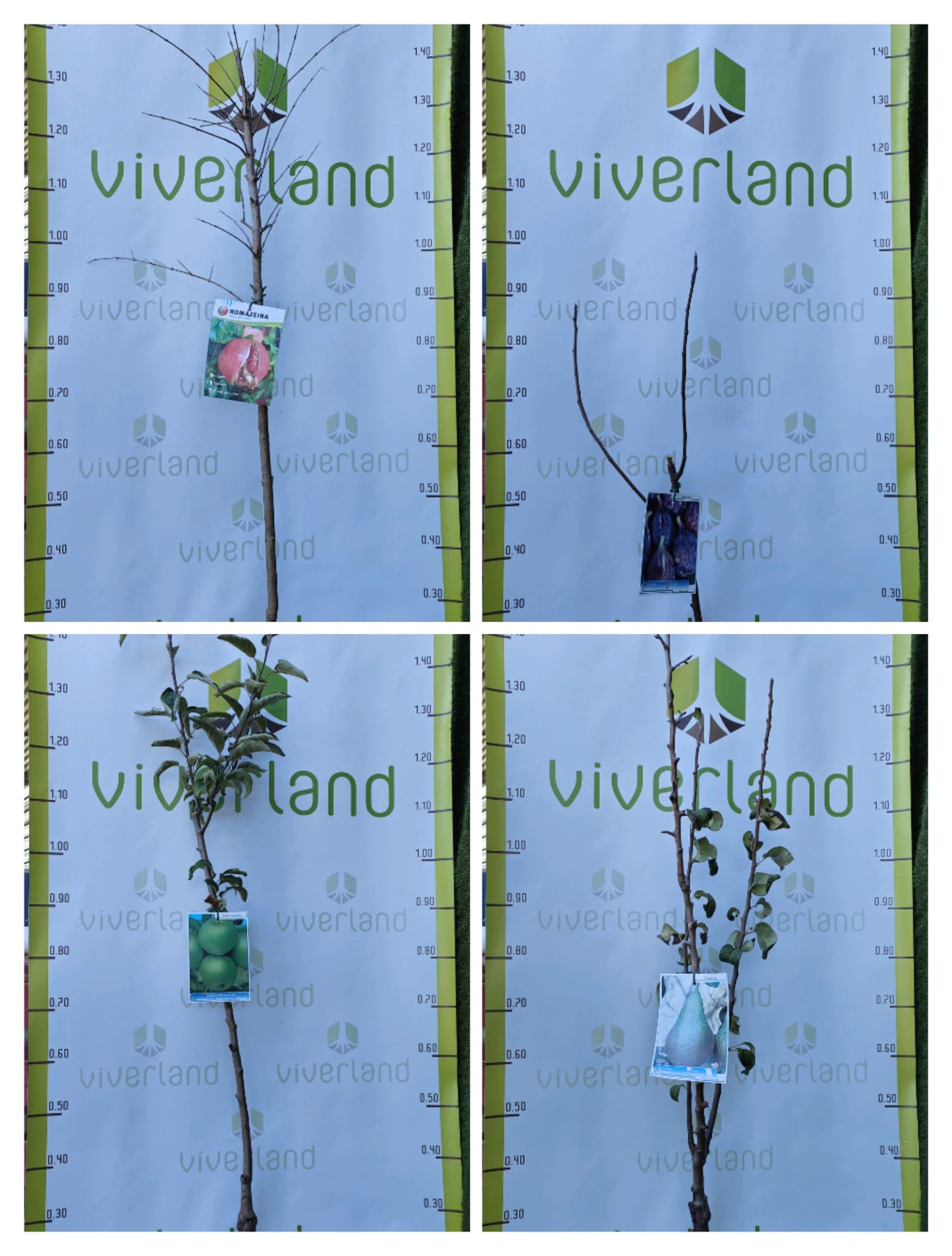 Pack Frutales De Pepita En Maceta