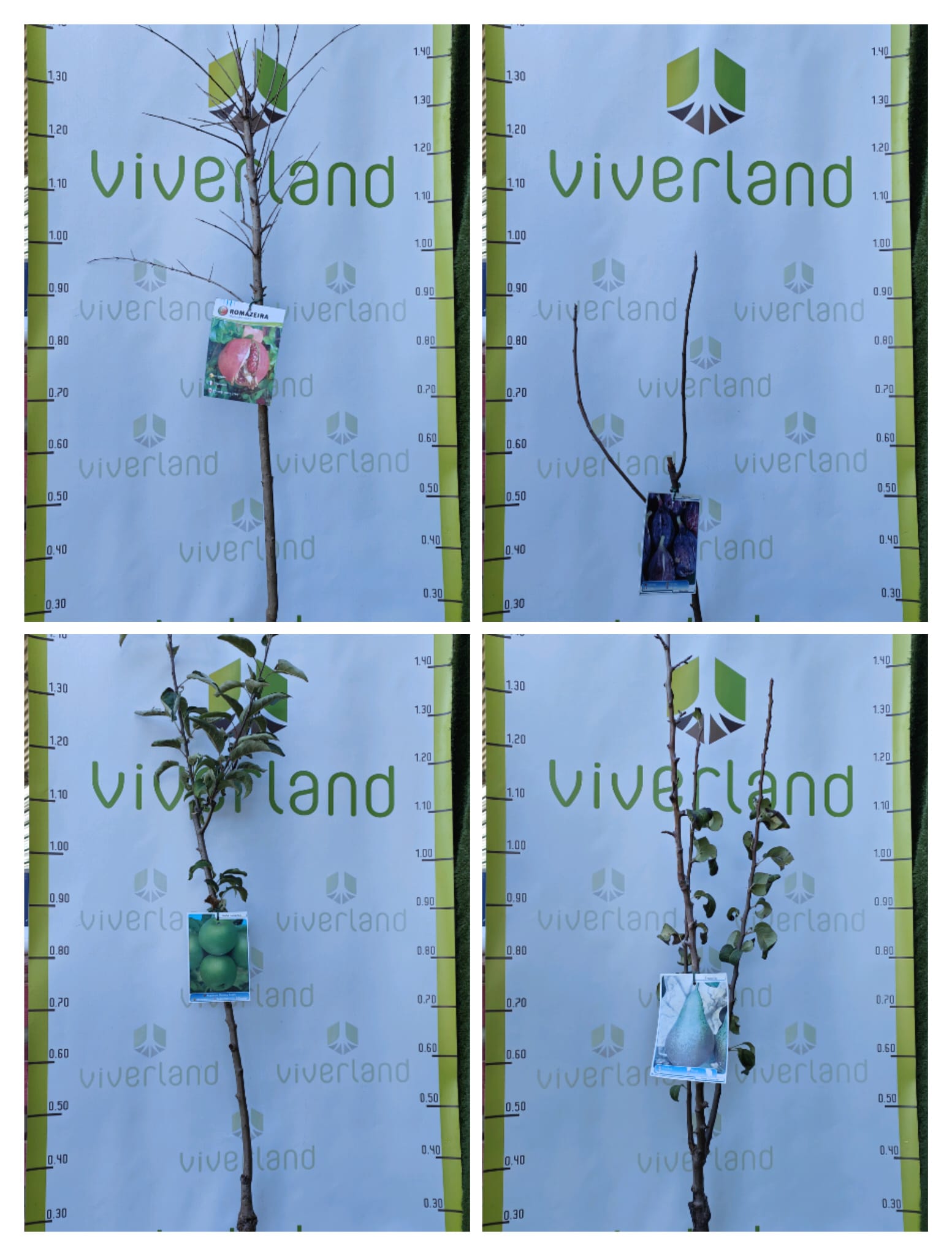 Pack Frutales De Pepita En Maceta