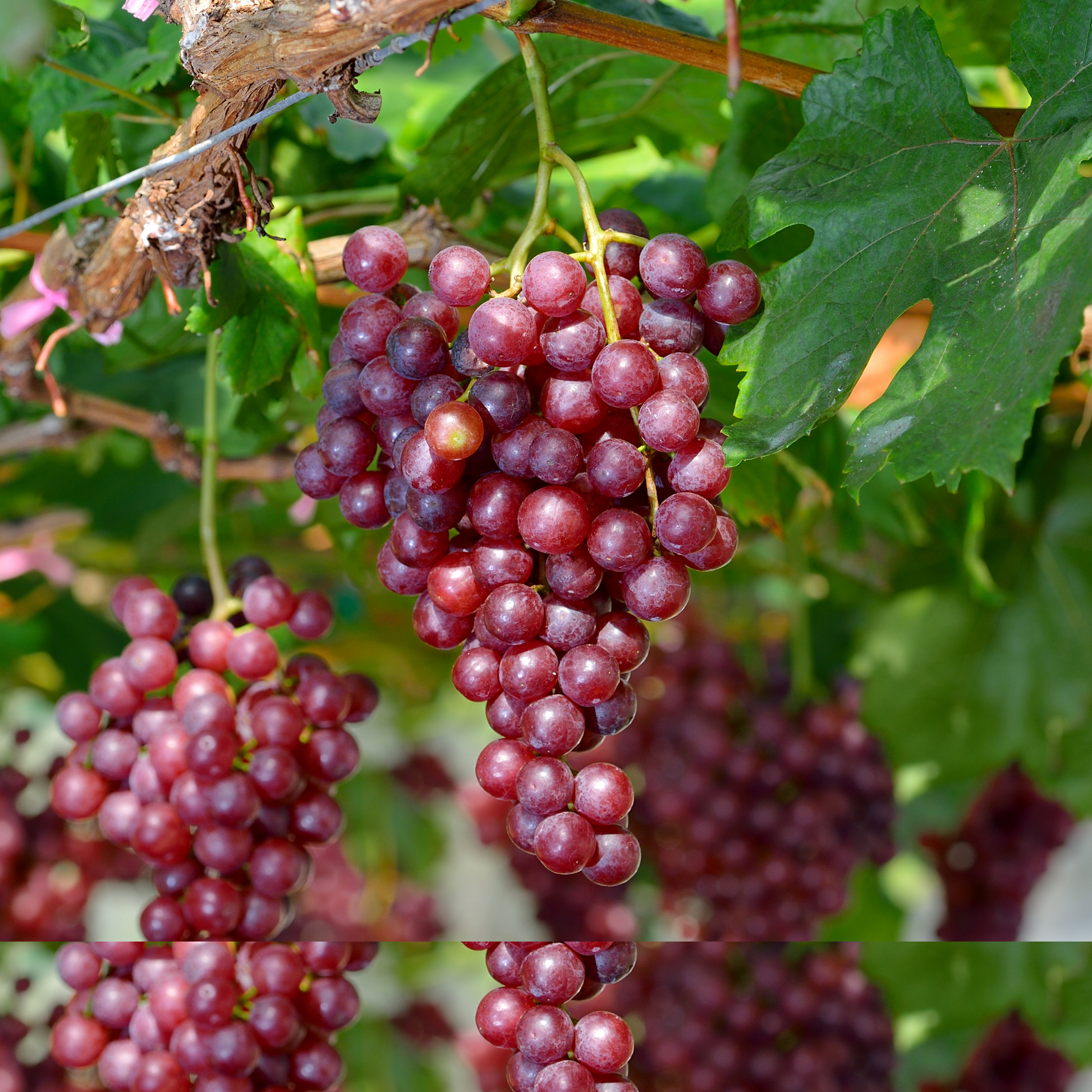 Planta De Uva - Vitis Vinifera ‘vanessa’ - Altura 60-75cm - ⌀21cm