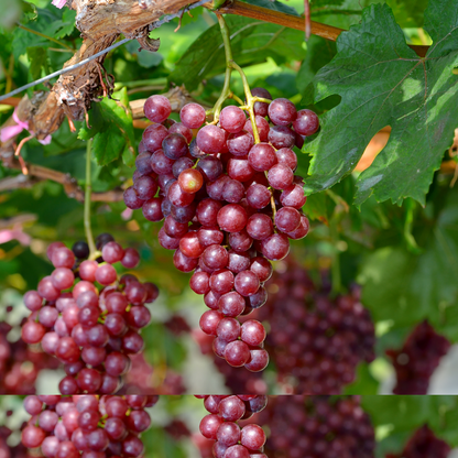 Planta De Uva - Vitis Vinifera ‘vanessa’ - Altura 60-75cm - ⌀21cm