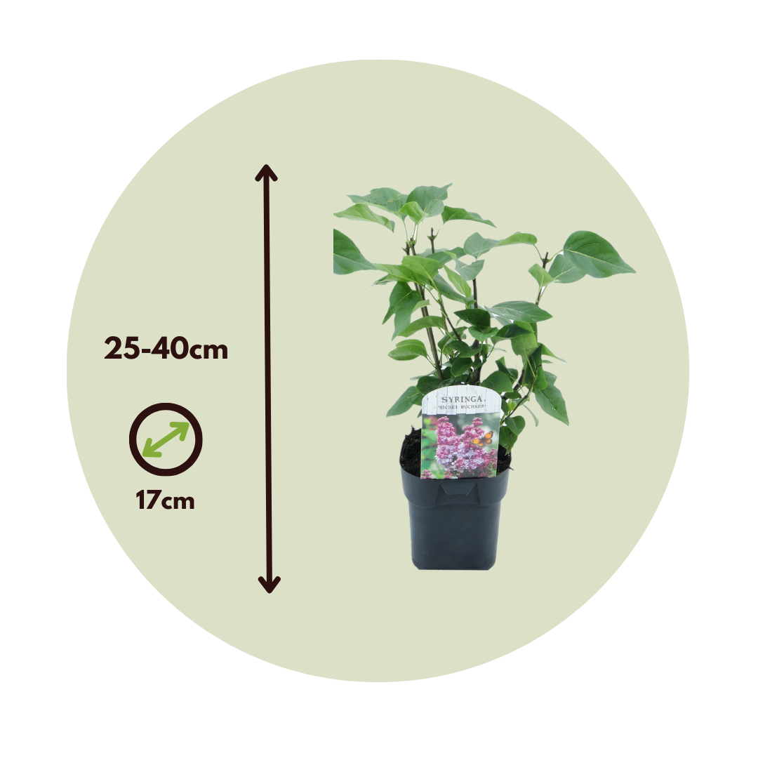 Lila - 2 Pzs - Syringa Vulgaris 'michel Buchner' - Altura 25-40cm - ⌀17cm_2
