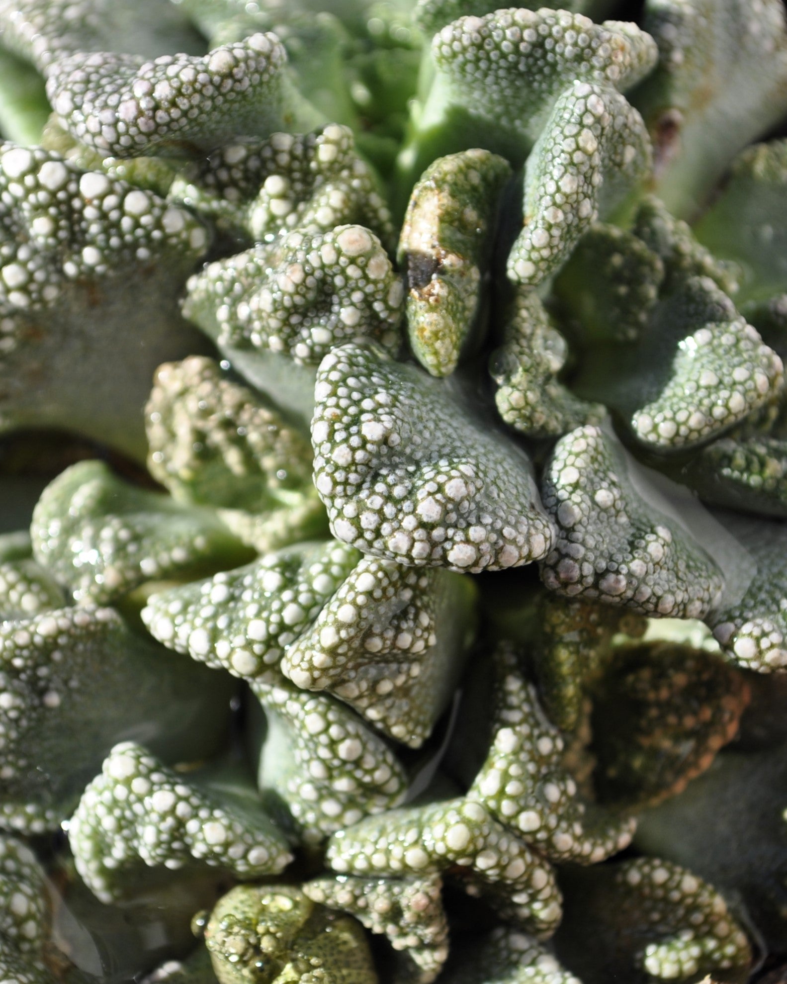 Titanopsis Calcarea M8.5; Hoja De Cemento, Planta Piedra; Curiosarium; Diámetro Maceta 8,5 Cm_3