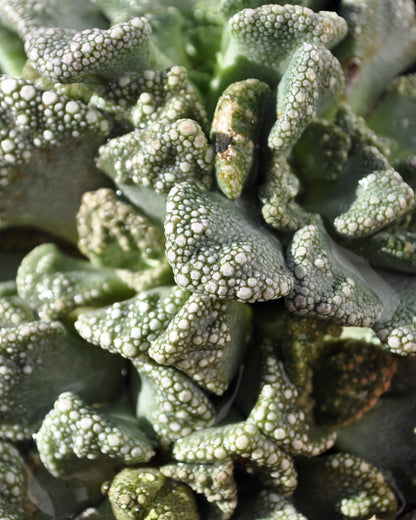 Titanopsis Calcarea M8.5; Hoja De Cemento, Planta Piedra; Curiosarium; Diámetro Maceta 8,5 Cm_3