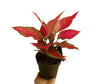 Aglaonema Cherry Babe M15