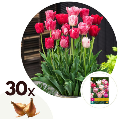 Bulbos De Tulipán - 30 Pzs - Tulipa 'hemisphere' - Bulbos De Flores - Rojo_0