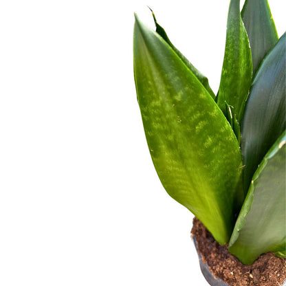 Sansevieria Zeilanica Lengua De Suegra O Espada De San Jorge Planta Muy Resistente Para Interior