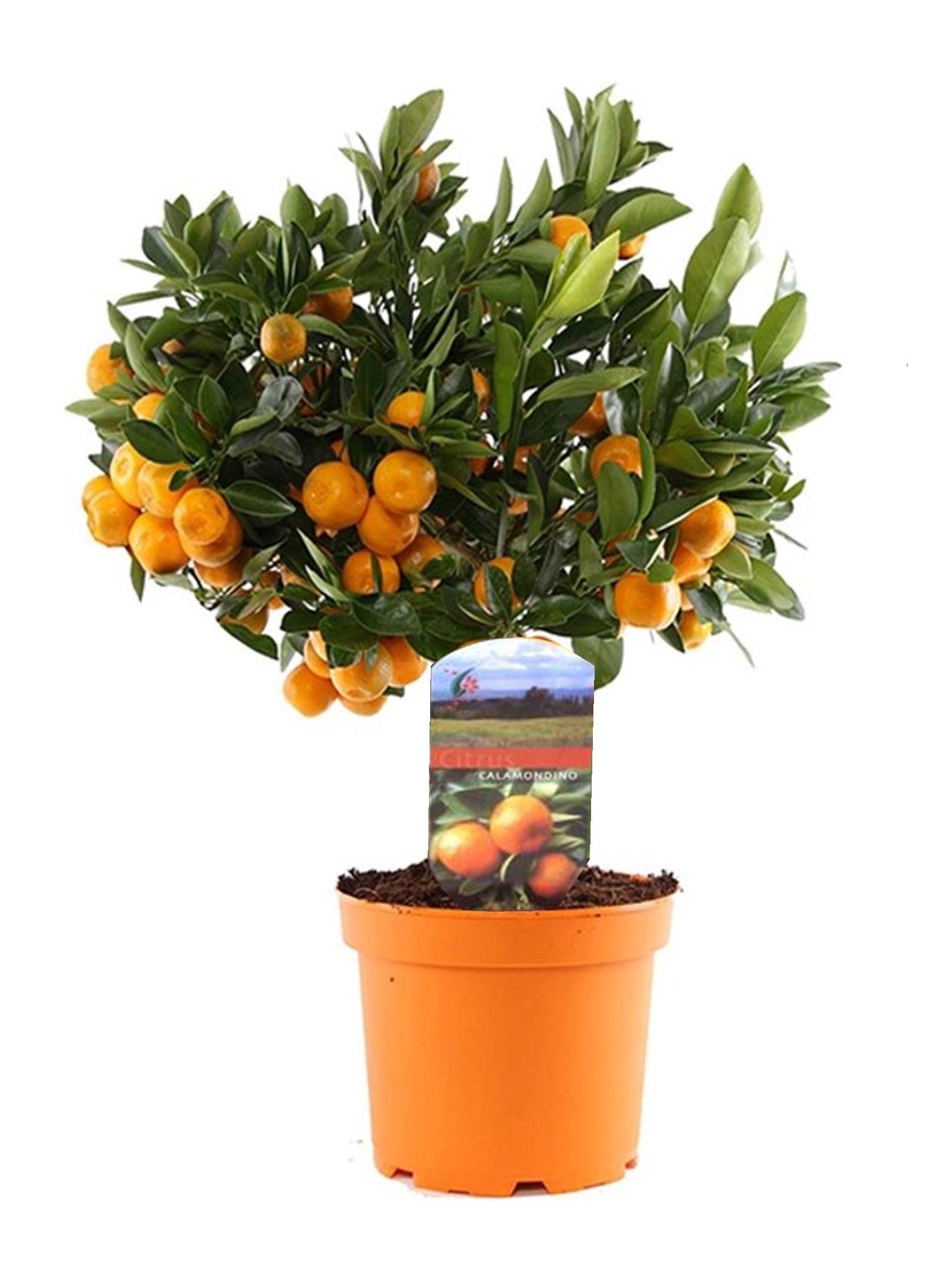 Naranjita De San José - Citrus Microcarpa 'calamondin' - Altura 35-40cm - ⌀14cm_0