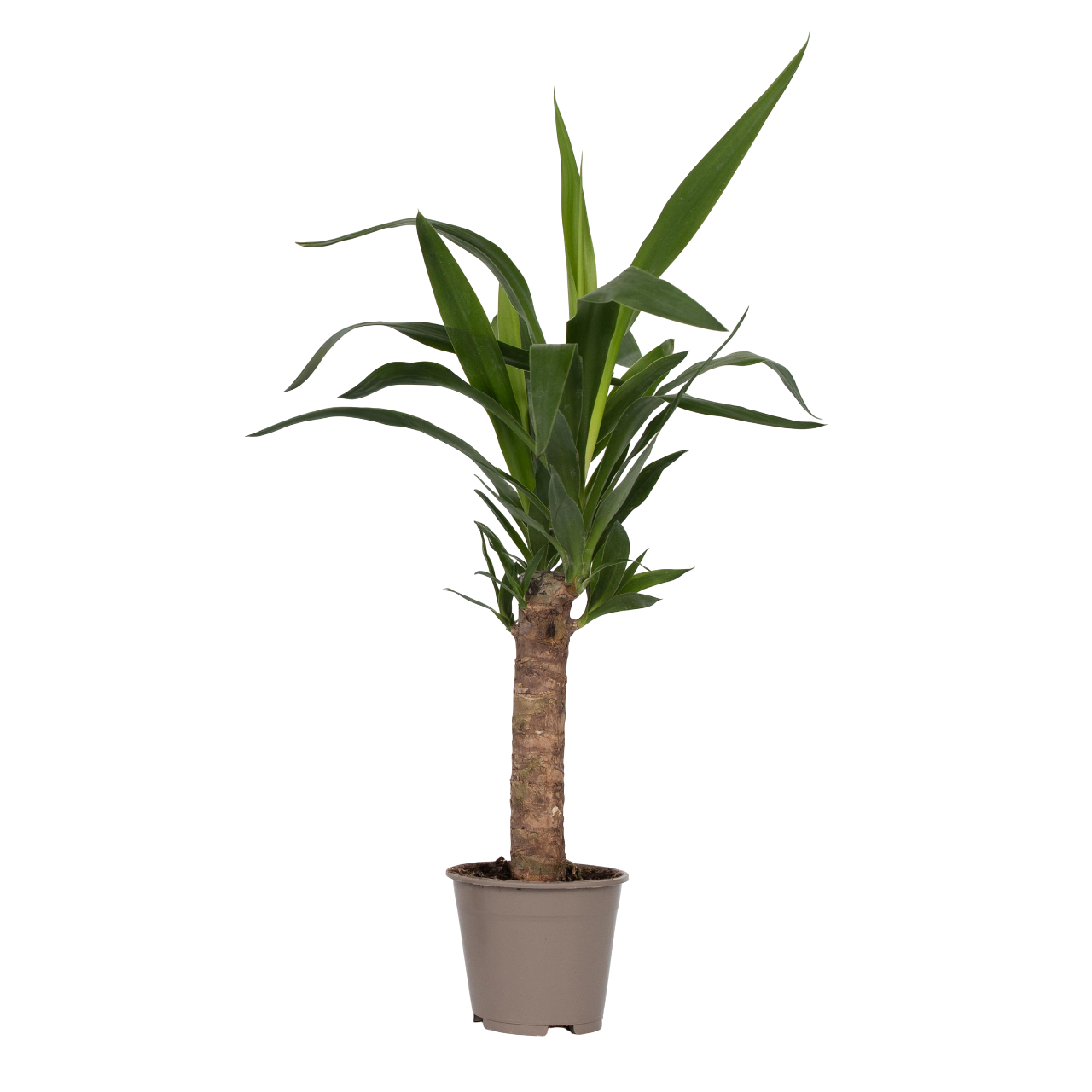 Yuca Pie De Elefante - Yucca Elephantipes - Altura 50-60cm - ⌀14cm_0