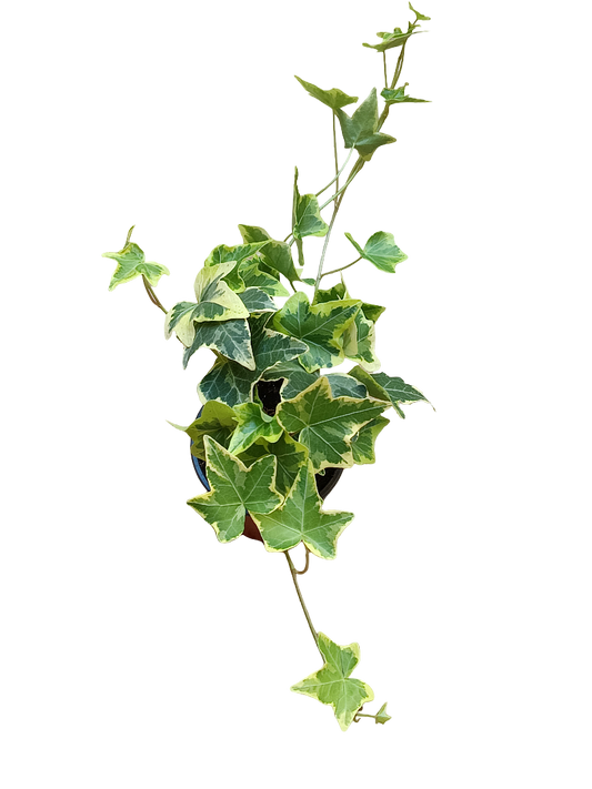 Hedera Goldchild Amarilla Planta Colgante De Interior Ø8_0