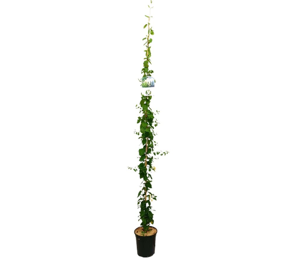 Lonicera Japónica M20 180-200cm