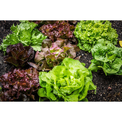 Compost Ecológico con Biochar y Minerales de Roca LivingChar 6l_2