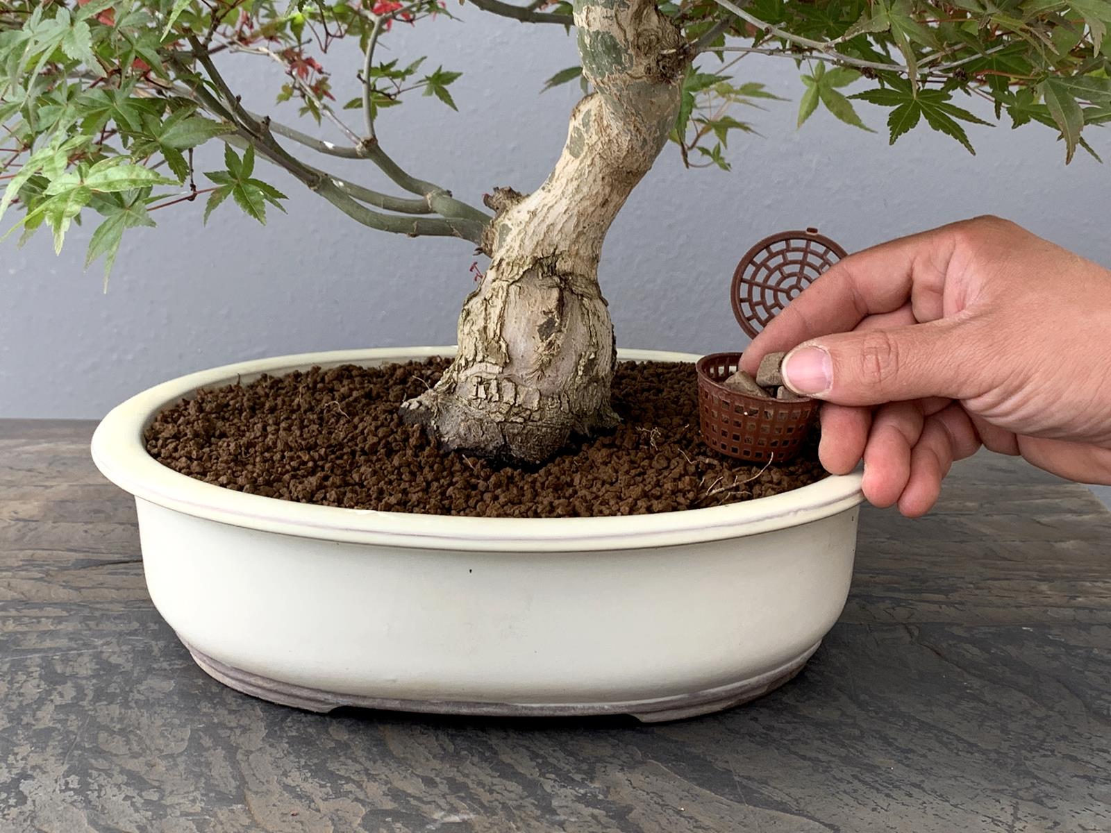 Abono Japonés Especial Para Bonsái Biogold - 900g_4