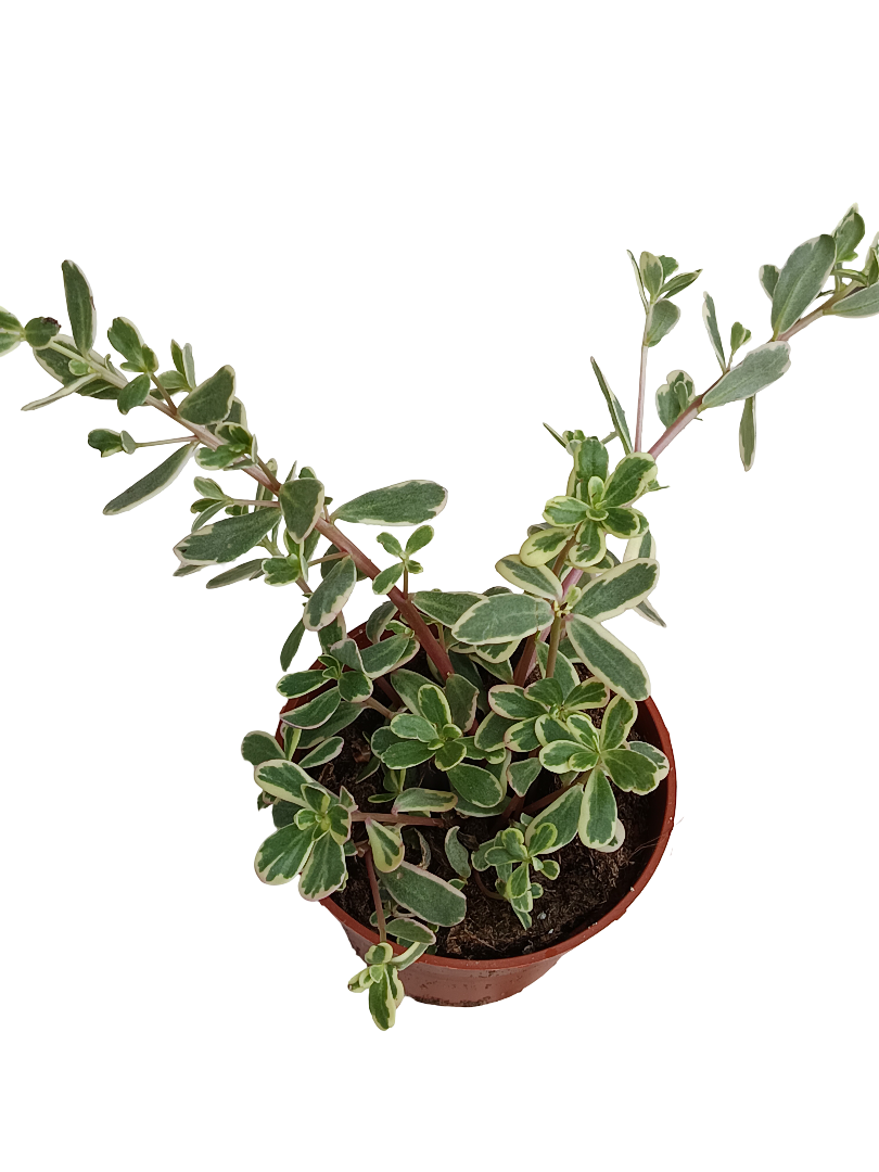 Portulacaria Pilosa Variegata Planta De Interior Colgante_0