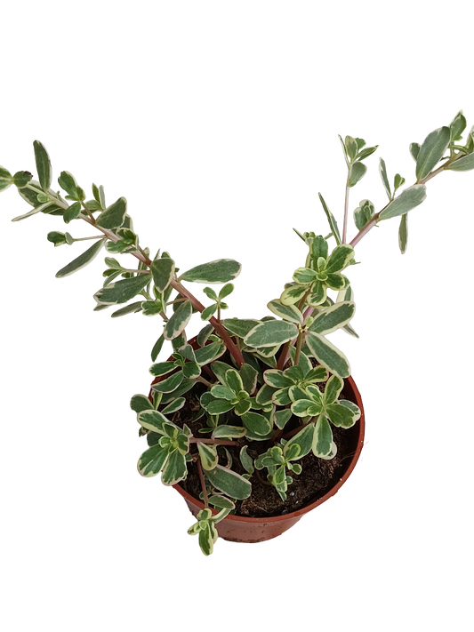 Portulacaria Pilosa Variegata Planta De Interior Colgante