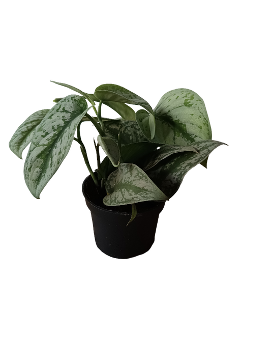 Scindapsus Trebie Planta De Interior Tipo Potho Ø12_0
