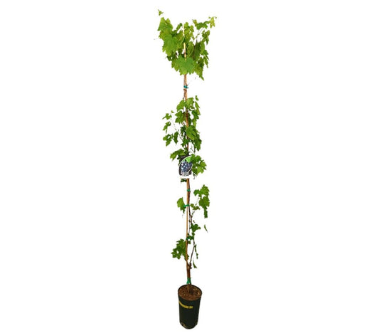 Parra Red Glove Uva Roja M20 150-180cm_0