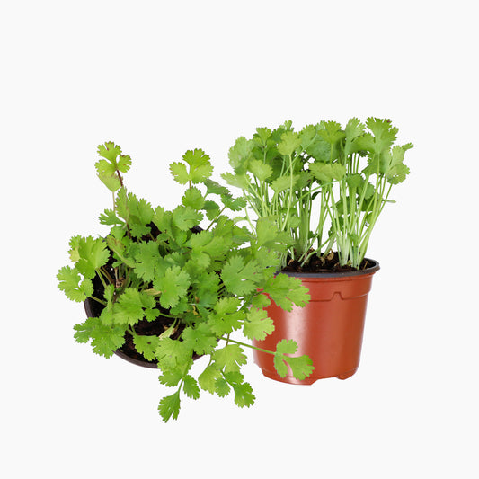 Maceta Cilantro 10,5 Cm - Plantabo_0