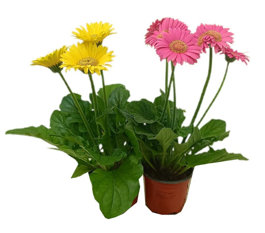 Gerbera Variada M9_0
