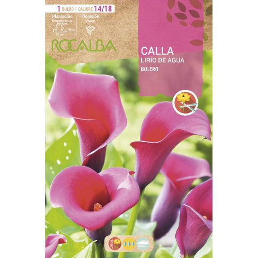 Bulbo Calla Lirio de Agua Bolero 1 unidad (14/18)