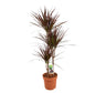 Dracena Magenta 3 Troncos 60-30-15 M21 120cm