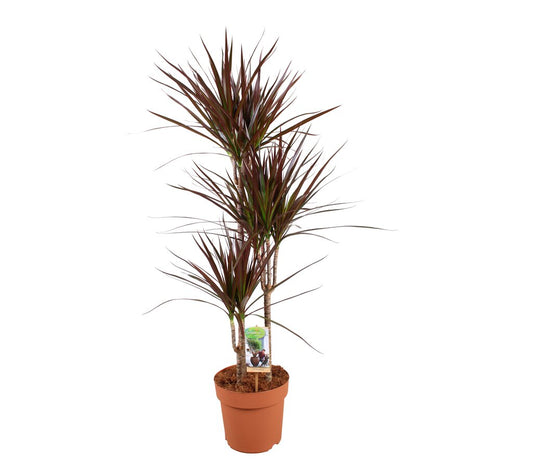 Dracena Magenta 3 Troncos 60-30-15 M21 120cm_0