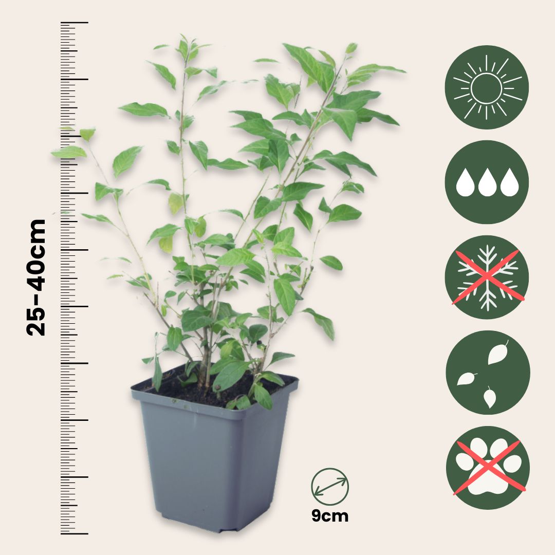 Solano De Flor Azul - 6 Pzs - Lycianthes Rantonnetii - Altura 25-40cm - ⌀9cm_2