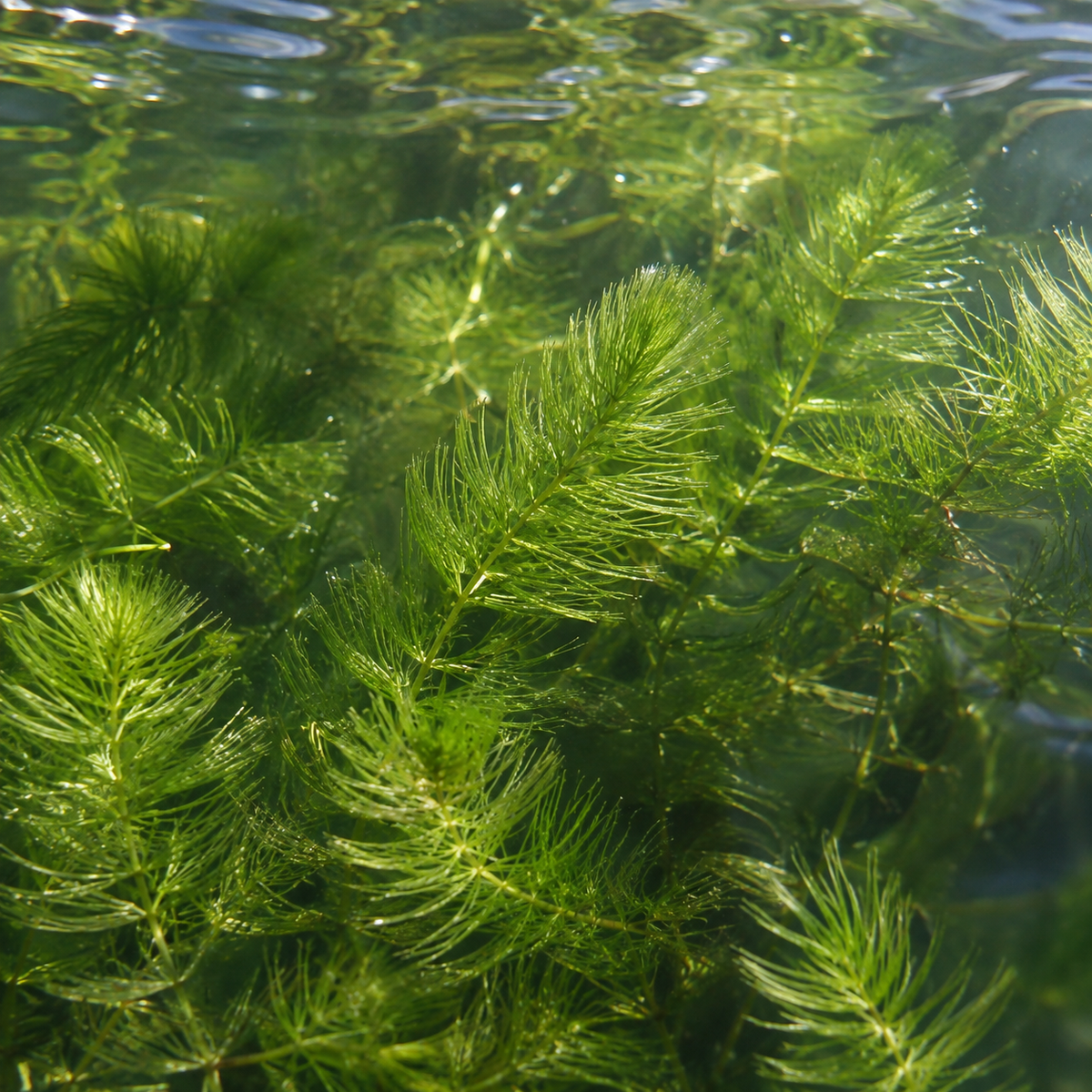 Ceratofilo Ceratophyllum Demersum Estanque - 2l Planta Oxigenante Flotante Algas_1