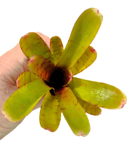 Neoregelia 'Thera'; bromelia verde colorida; Curiosarium; altura 10 cm, diámetro 12 cm, sin sustrato_1